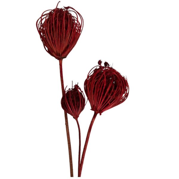 Dry red ammi majus - Image 2
