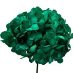 Preserved Hydrangea green 07 - Image 2