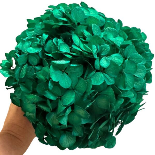 Preserved Hydrangea green 07