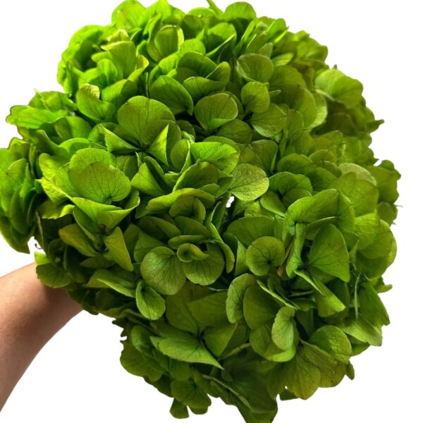 Preserved Hydrangea green 01
