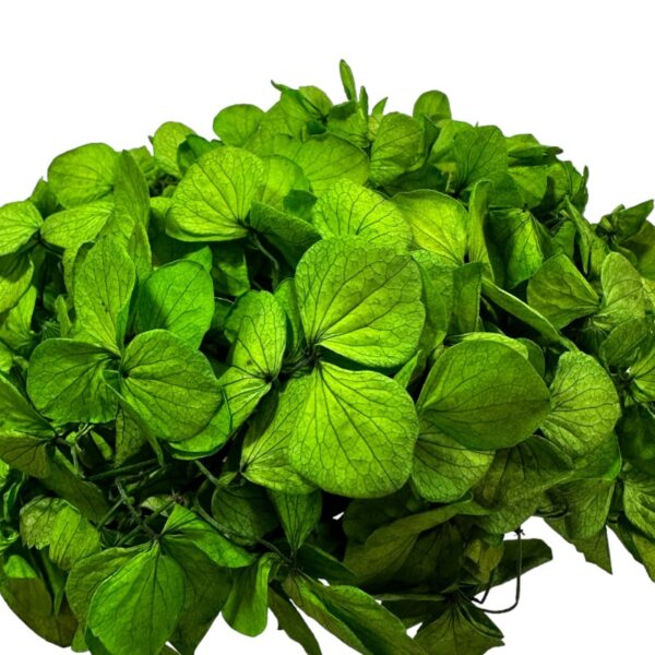 Preserved Hydrangea green 01 - Image 2