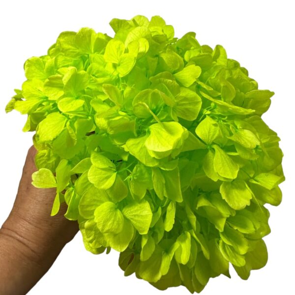 Preserved Hydrangea green 99 - Image 2
