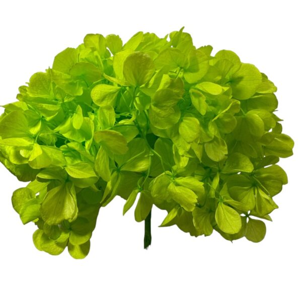 Preserved Hydrangea green 99
