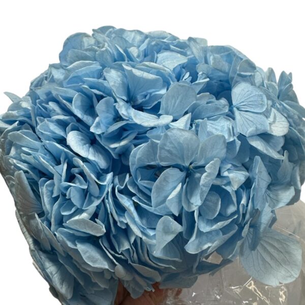 Preserved Hydrangea blue 89