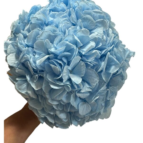 Preserved Hydrangea blue 89 - Image 2