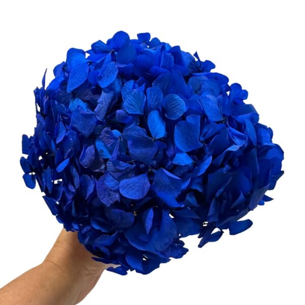 Preserved Hydrangea blue 03 - Image 2