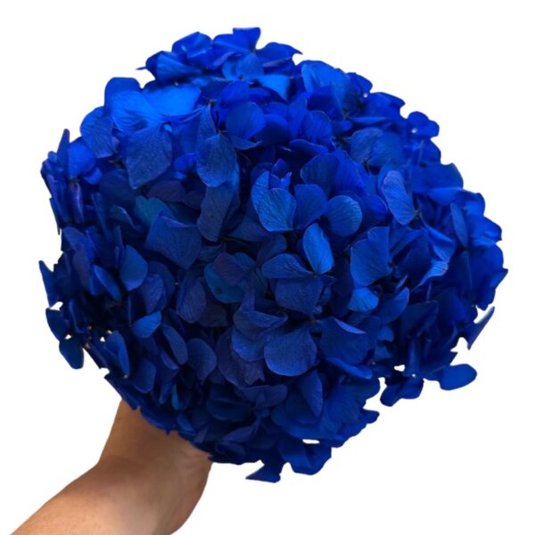 Preserved Hydrangea blue 03