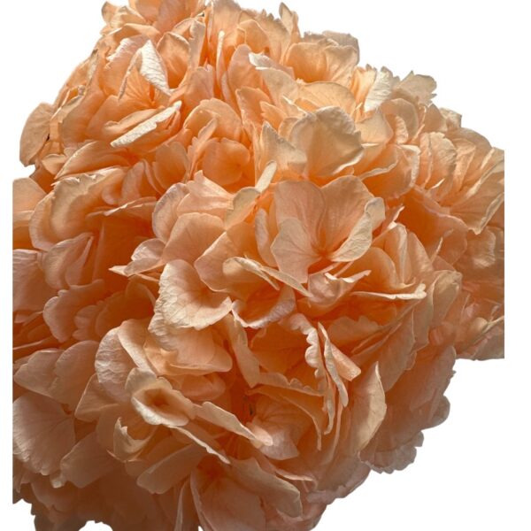 Preserved Hydrangea peach 89 - Image 2