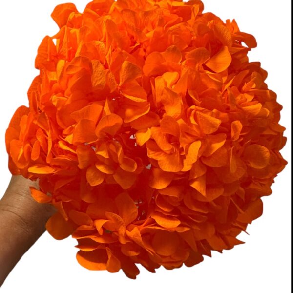 Preserved Hydrangea orange 99