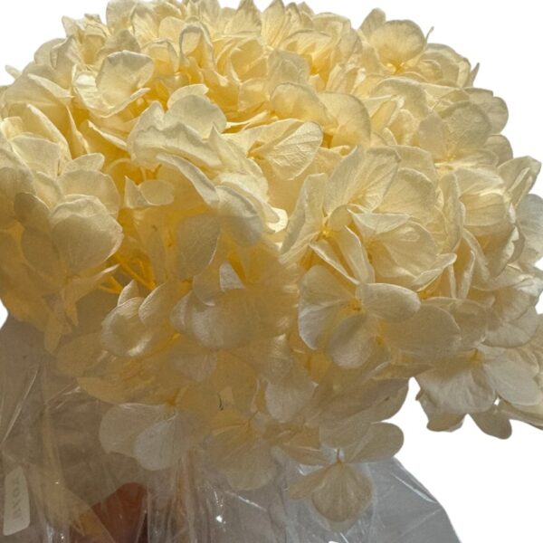 Preserved Hydrangea beige 99 - Image 2