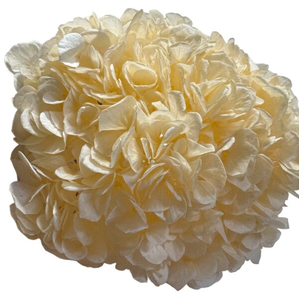 Preserved Hydrangea beige 99