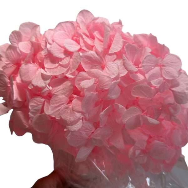 Preserved Hydrangea pink 99