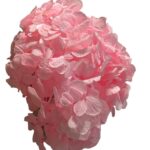 Preserved Hydrangea pink 99 - Image 2