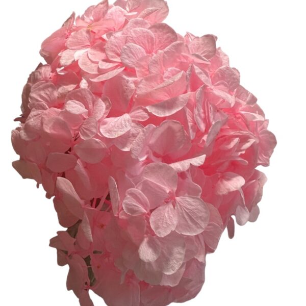 Preserved Hydrangea pink 99 - Image 2