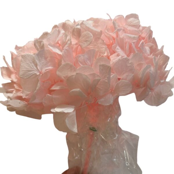 Preserved Hydrangea pink 04 - Image 2