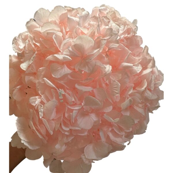 Preserved Hydrangea pink 04