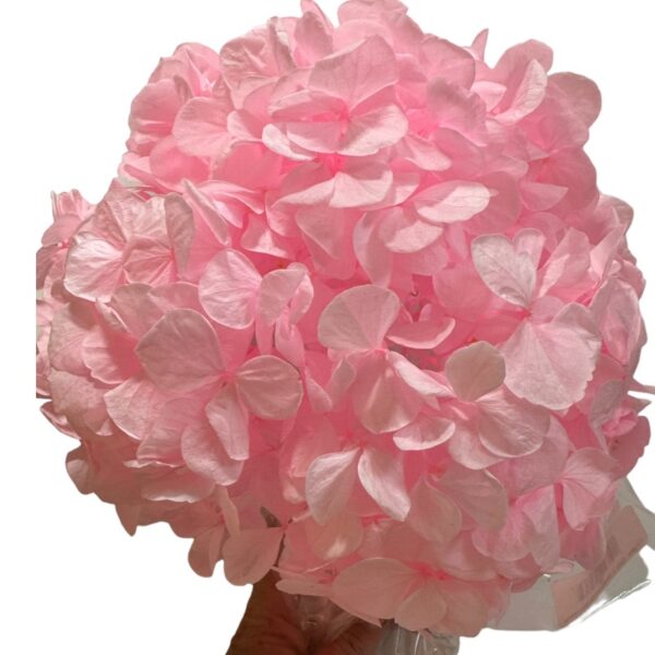 Preserved Hydrangea pink 89 - Image 2