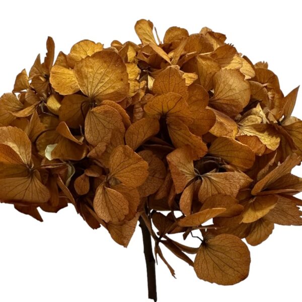 Preserved Hydrangea brown 02 - Image 2