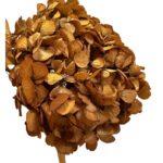 Preserved Hydrangea brown 02