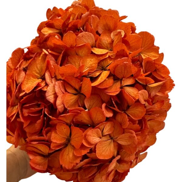 Preserved Hydrangea orange 01 - Image 2