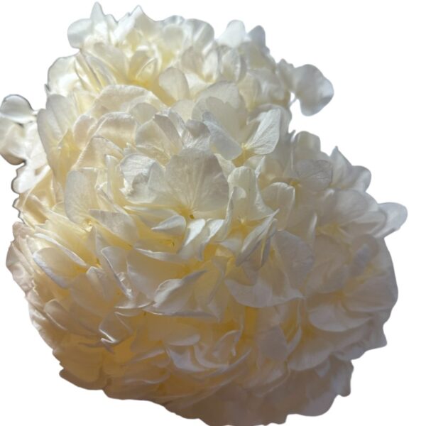 Preserved Hydrangea cha 89