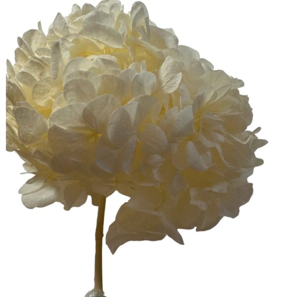 Preserved Hydrangea cha 89 - Image 2
