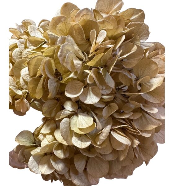 Preserved Hydrangea brown 01