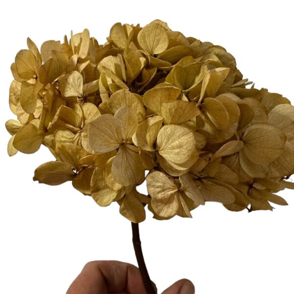 Preserved Hydrangea brown 03