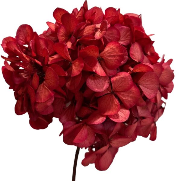 Preserved Hydrangea red 04 - Image 2
