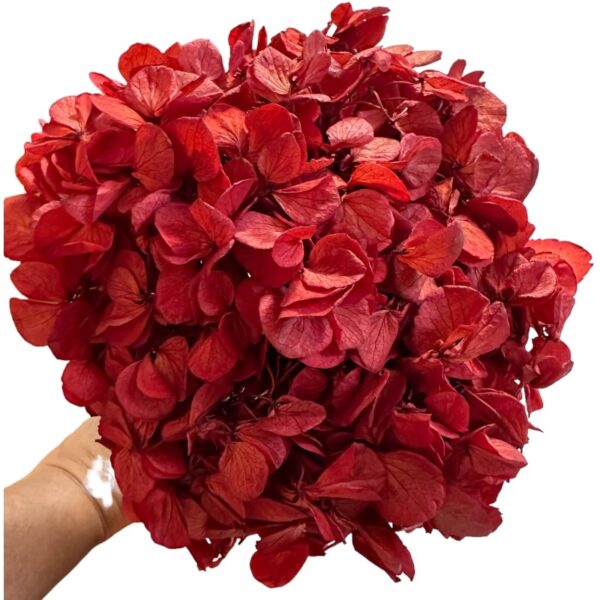Preserved Hydrangea red 04