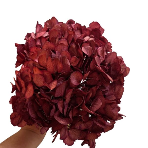Preserved Hydrangea pink 10 - Image 2