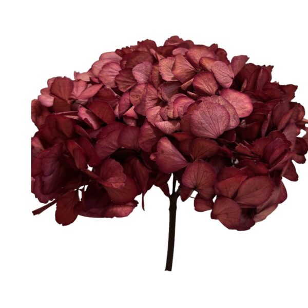 Preserved Hydrangea pink 10