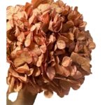Preserved Hydrangea pink 09