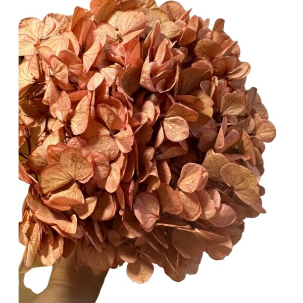 Preserved Hydrangea pink 09