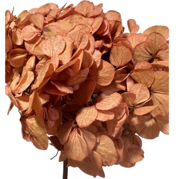 Preserved Hydrangea pink 09 - Image 2