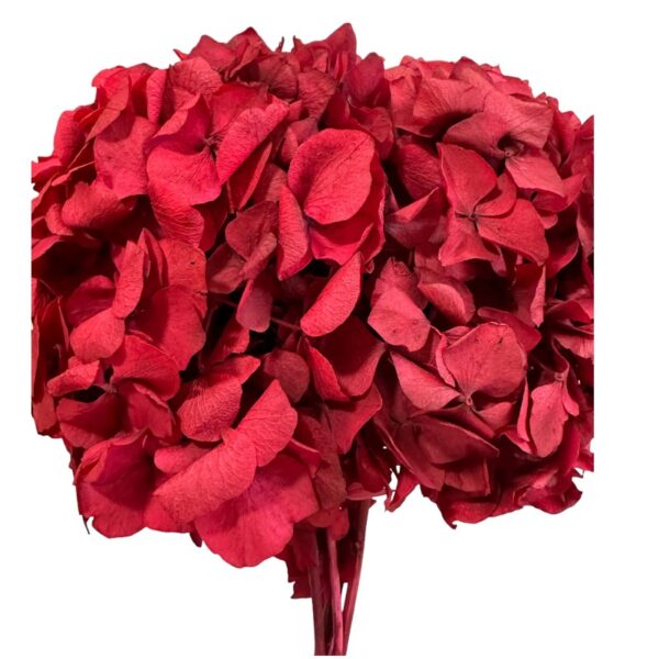 Preserved Hydrangea pink 08