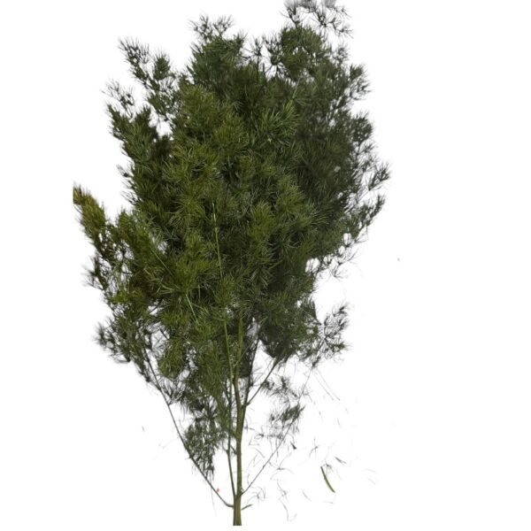 Preserved green fern asparagus - Image 2