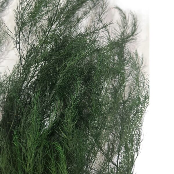 Preserved green long asparagus