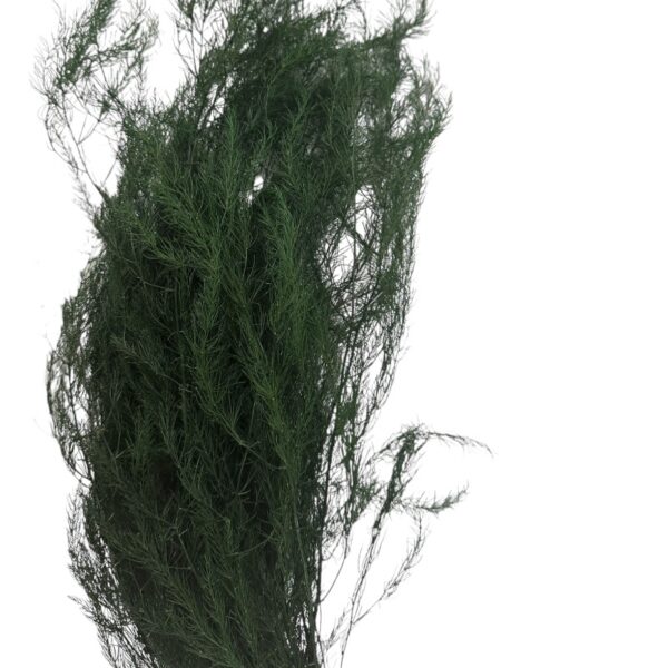 Preserved green long asparagus - Image 2