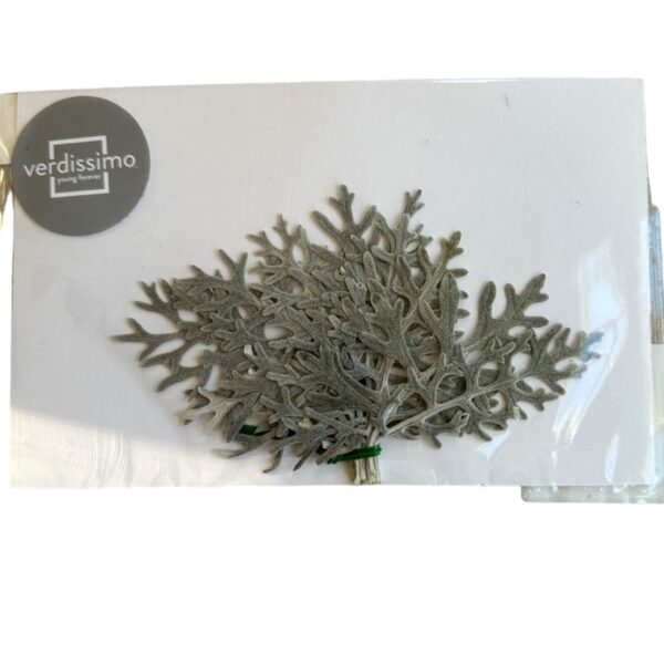 Preserved grey cineraria leaves. Verdissimo. - Image 2