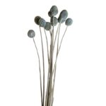 Preserved grey craspedia - Image 2