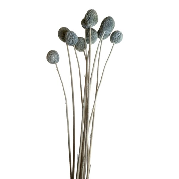 Preserved grey craspedia - Image 2