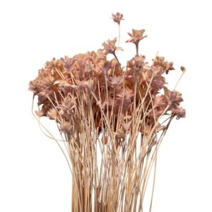 Dry light pink Hill flower