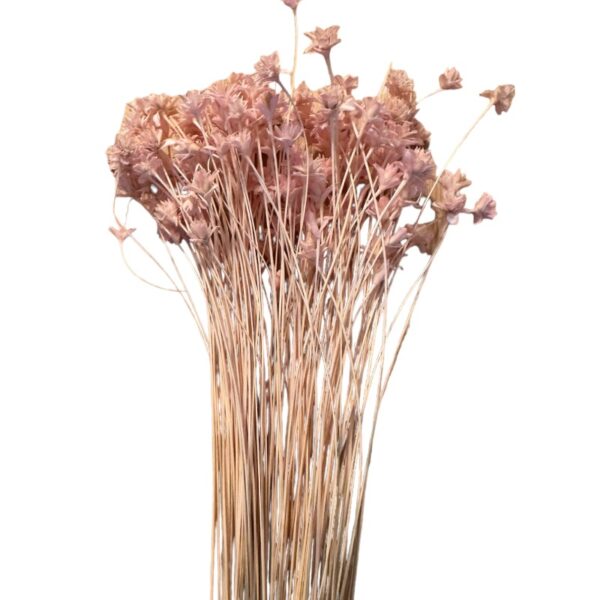 Dry light pink Hill flower - Image 2