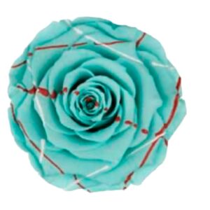 Preserved roses festiva blue roseamor