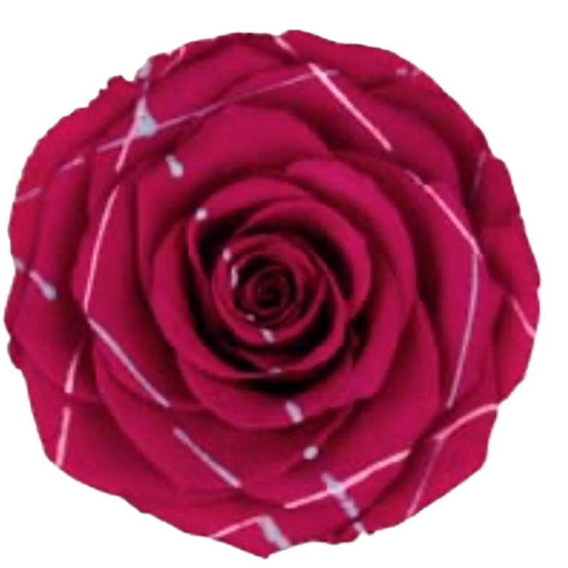 Preserved roses festiva pink Roseamor