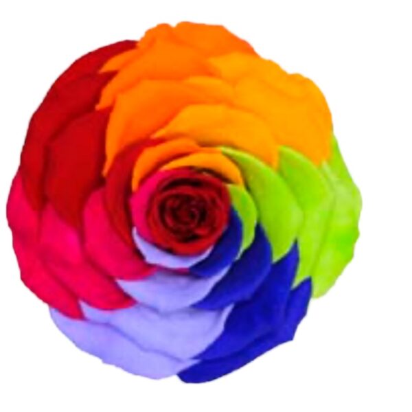 Preserved roses rainbow Roseamor