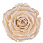 Preserved roses satin beige Roseamor
