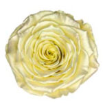 Preserved roses satin yellow Roseamor