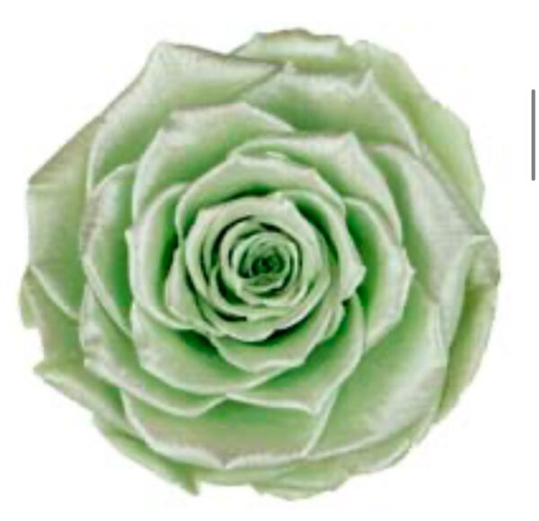 Preserved roses satin green Roseamor